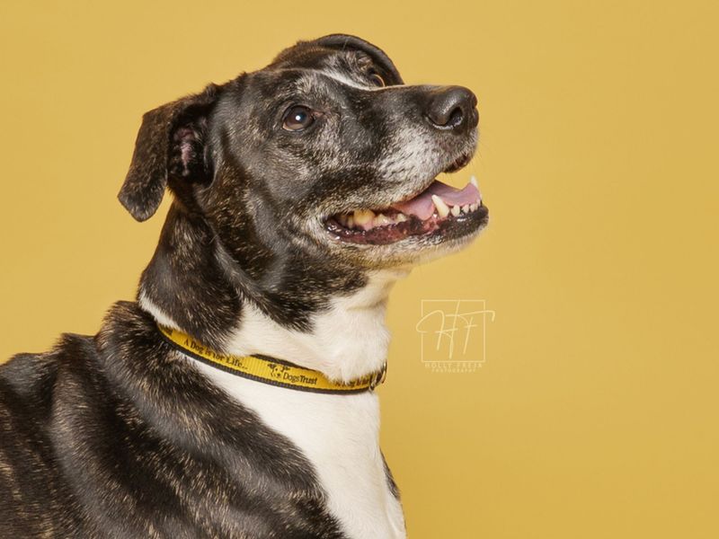 Betty, a 8 years old female Unknown available for adoption from Dogs Trust in Liverpool, Merseyside