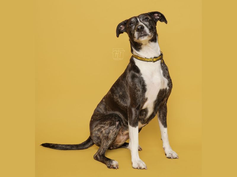 undefined | Crossbreed | undefined - 5