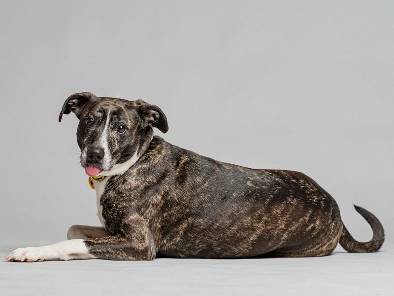 undefined | Crossbreed | undefined - 2