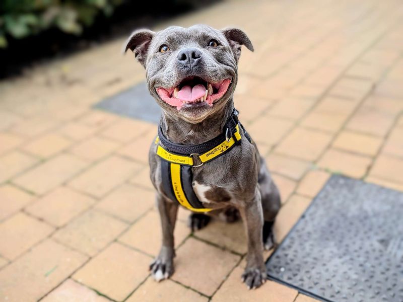 Staffordshire Bull Terrier for adoption in Cardiff / Caerdydd, South Glamorgan – 5 years old - Image 2 of 4
