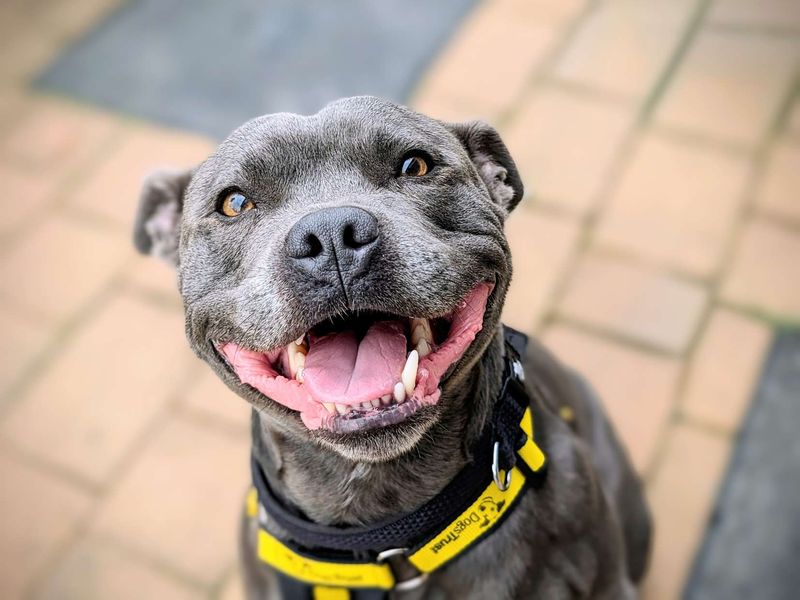 Staffordshire Bull Terrier for adoption in Cardiff / Caerdydd, South Glamorgan – 5 years old - Image 1 of 4