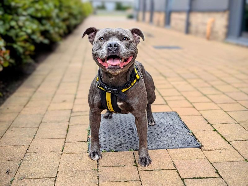Staffordshire Bull Terrier for adoption in Cardiff / Caerdydd, South Glamorgan – 5 years old - Image 3 of 4