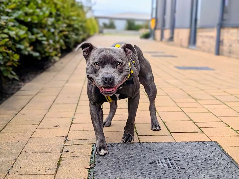 Staffordshire Bull Terrier for adoption in Cardiff / Caerdydd, South Glamorgan – 5 years old - Image 4 of 4