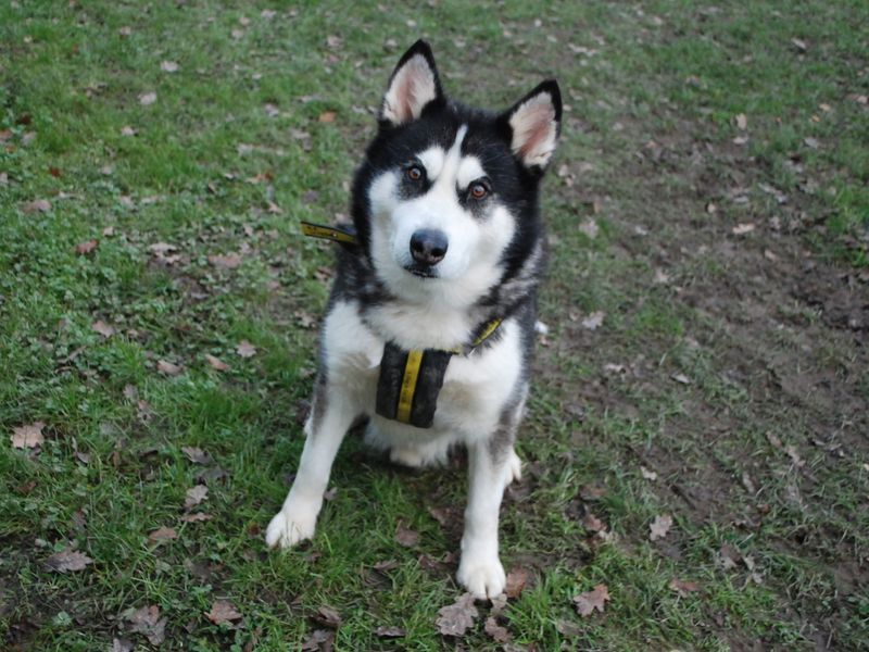 Smokey for sale in Newbury, Berks | Image 4