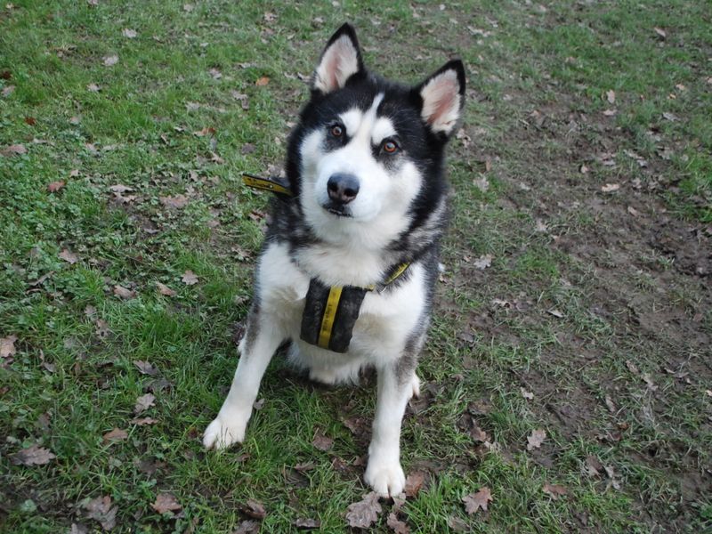 Smokey for sale in Newbury, Berks | Image 2