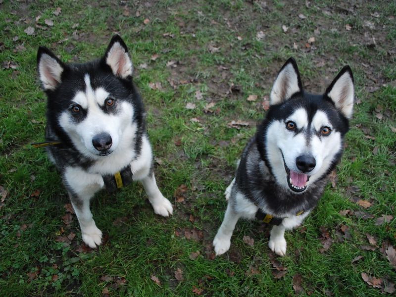Siberian Husky for adoption in Newbury, Berkshire – 9 years old - Image 4 of 5