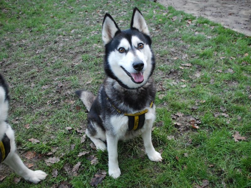 Siberian Husky for adoption in Newbury, Berkshire – 9 years old - Image 2 of 5