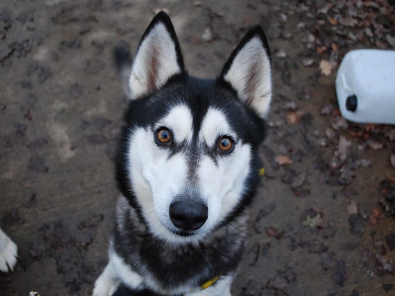 Siberian Husky for adoption in Newbury, Berkshire – 9 years old - Image 5 of 5