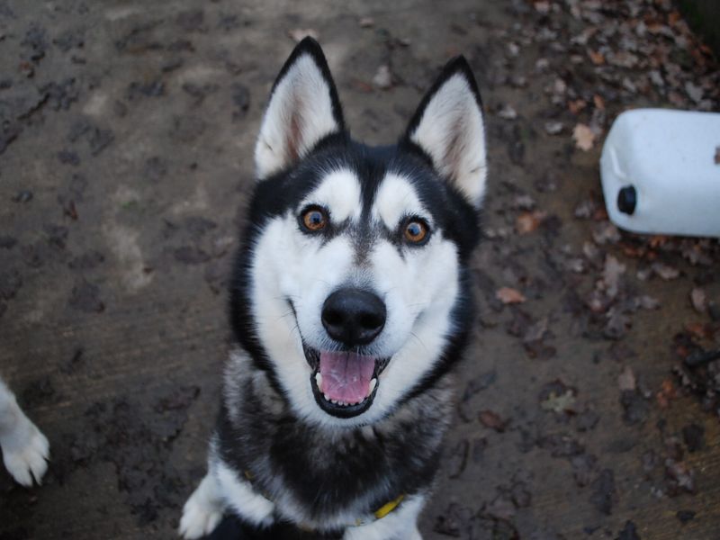 Siberian Husky for adoption in Newbury, Berkshire – 9 years old - Image 3 of 5