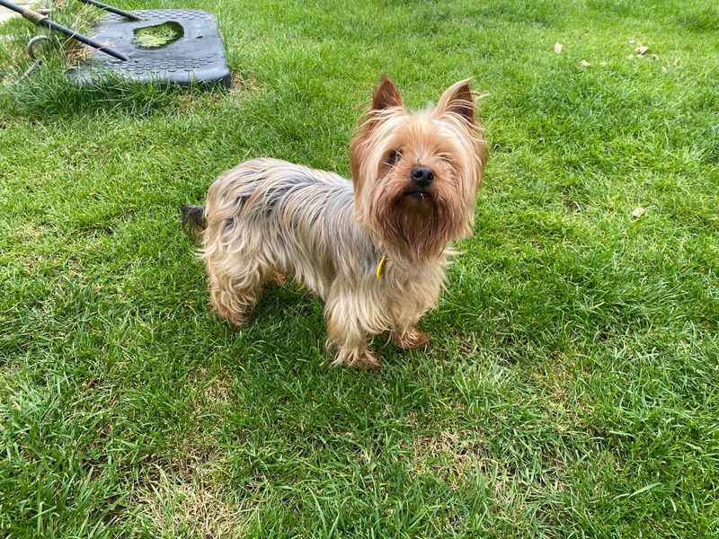 Yorkshire Terrier for adoption in Ballymena, Co Antrim – 15 years old - Image 1 of 2