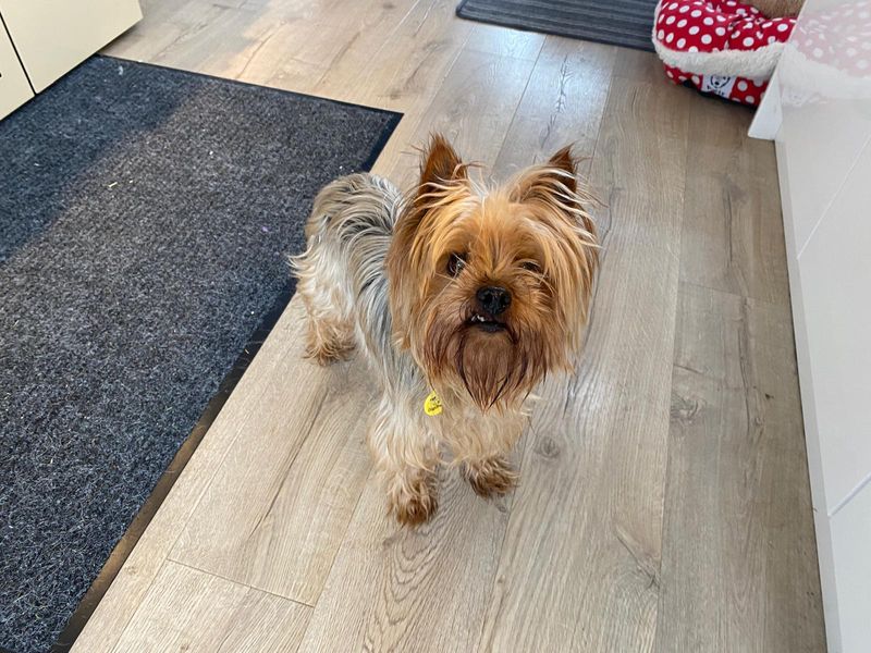 Yorkshire Terrier for adoption in Ballymena, Co Antrim – 15 years old - Image 2 of 2