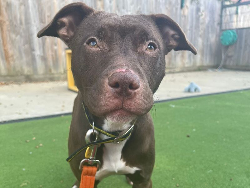 Staffordshire Bull Terrier for adoption in Chestfield, Kent – 2 years old - Image 1 of 5