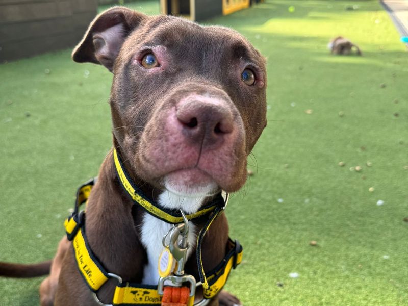 Staffordshire Bull Terrier for adoption in Chestfield, Kent – 2 years old - Image 5 of 5