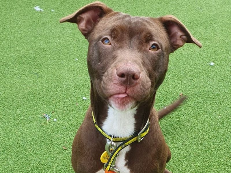 Staffordshire Bull Terrier for adoption in Chestfield, Kent – 2 years old - Image 3 of 5