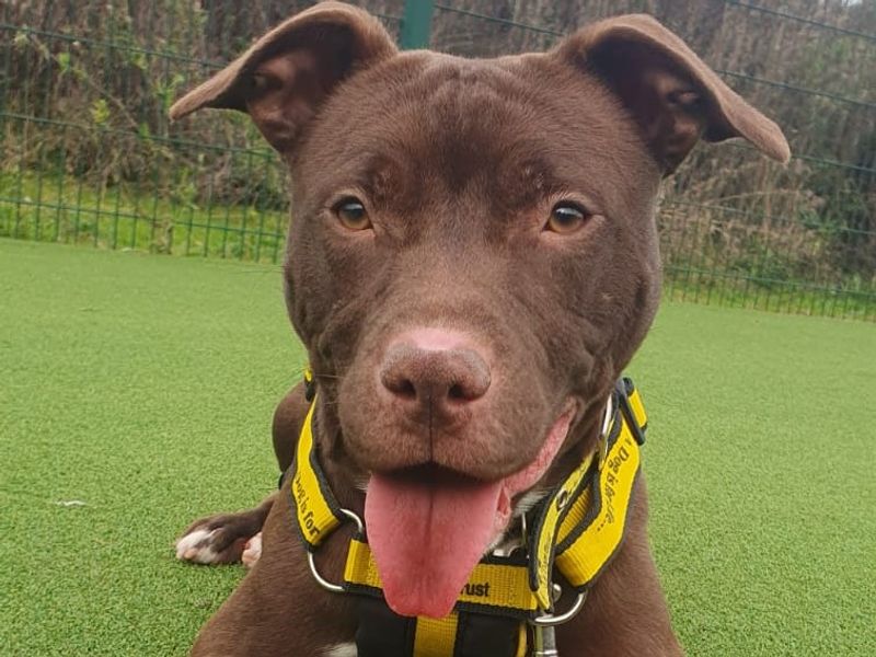 Staffordshire Bull Terrier for adoption in Chestfield, Kent – 2 years old - Image 2 of 5