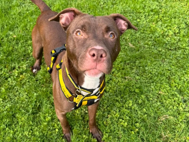 Staffordshire Bull Terrier for adoption in Chestfield, Kent – 2 years old - Image 4 of 5