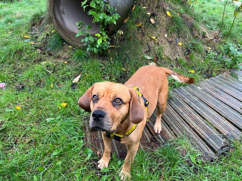 Beagle for adoption in Wymeswold, Leicestershire – 6 years old - Image 1 of 2