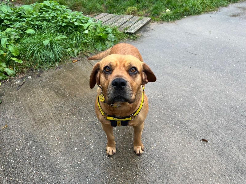 Beagle for adoption in Wymeswold, Leicestershire – 6 years old - Image 2 of 2