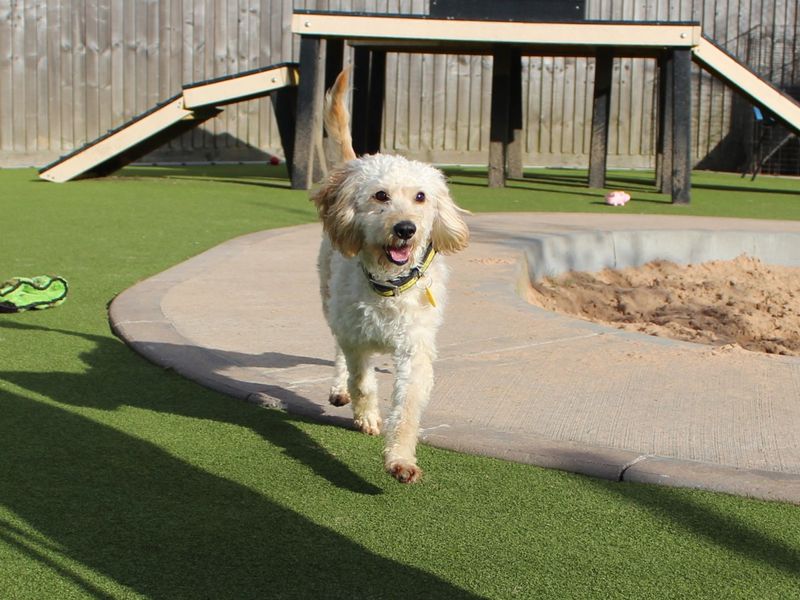 Poodle for adoption in Evesham, Worcestershire – 1 year old - Image 3 of 3