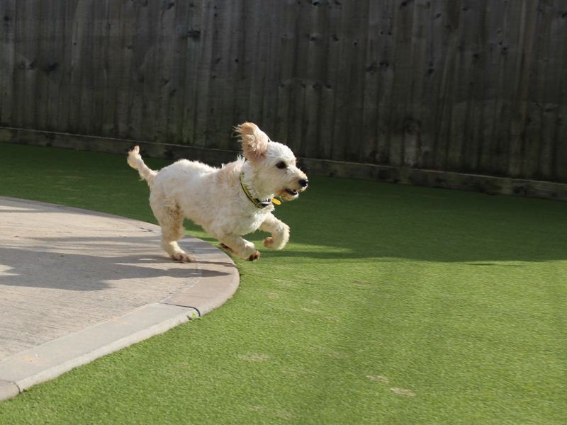 Poodle for adoption in Evesham, Worcestershire – 1 year old - Image 1 of 3