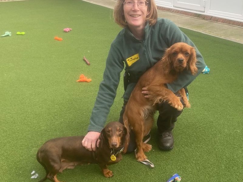 Cavalier King Charles Spaniel for adoption in Leeds, Yorkshire – 7 years old - Image 1 of 1
