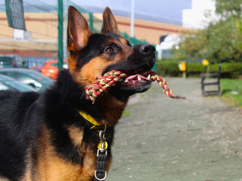 Adopt a German Shepherd Dog Rescue Dog Louie Dogs Trust