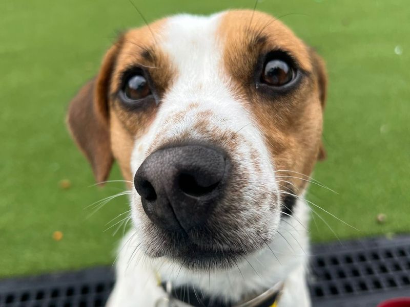 Jack Russell Terrier for adoption in Chestfield, Kent – 2 years old - Image 1 of 2