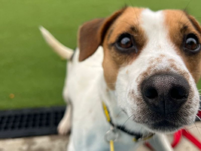 Jack Russell Terrier for adoption in Chestfield, Kent – 2 years old - Image 2 of 2