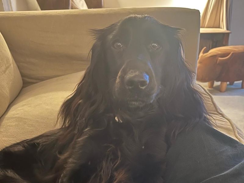 Peggy - Image 2 of 3