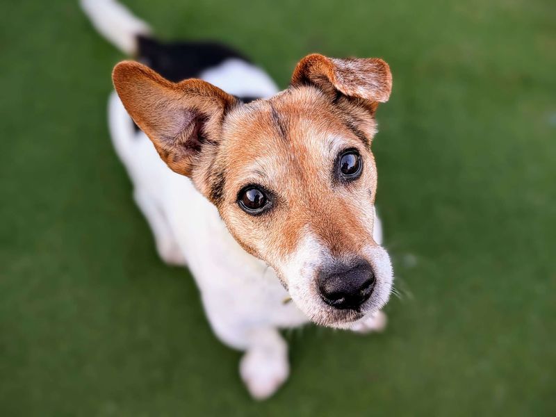 Jack Russell Terrier for adoption in Cardiff, Glamorgan – 15 years old - Image 5 of 6