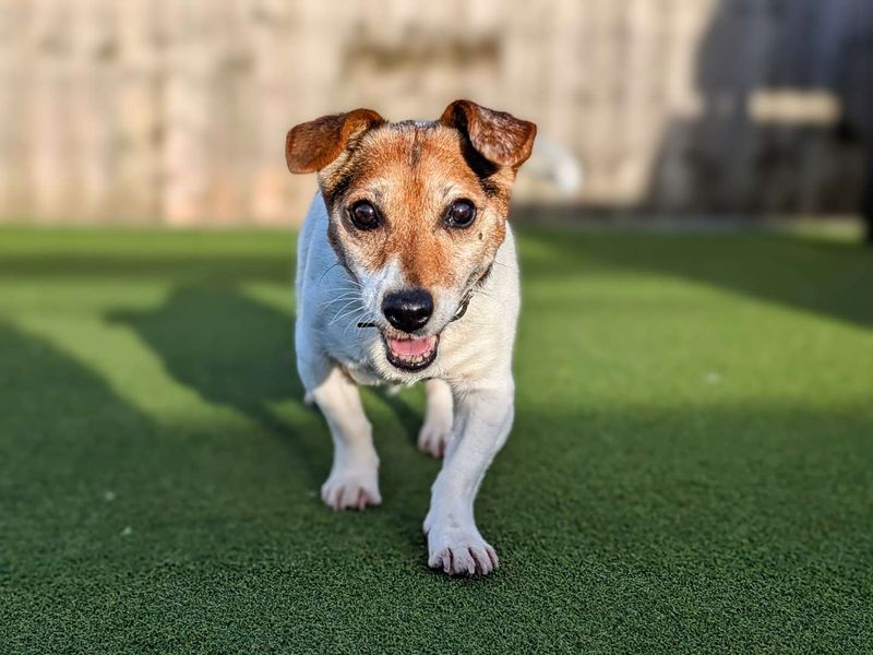 Jack Russell Terrier for adoption in Cardiff, Glamorgan – 15 years old - Image 1 of 6