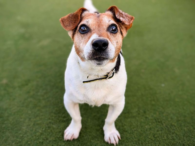 Jack Russell Terrier for adoption in Cardiff, Glamorgan – 15 years old - Image 2 of 6