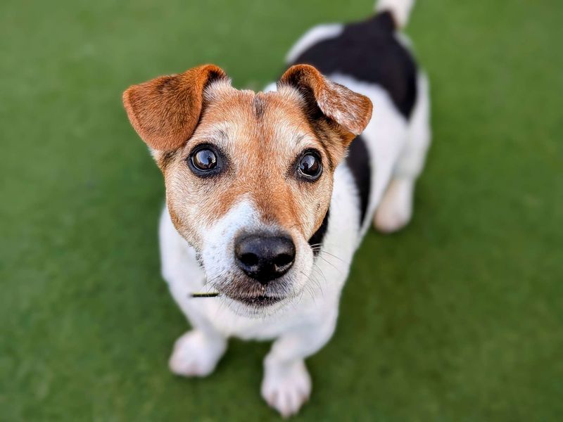 Jack Russell Terrier for adoption in Cardiff, Glamorgan – 15 years old - Image 6 of 6