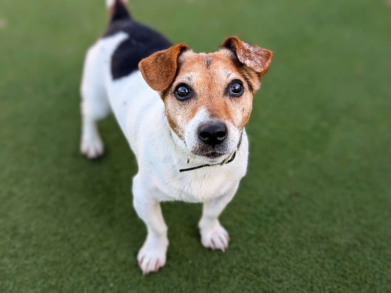 Jack Russell Terrier for adoption in Cardiff, Glamorgan – 15 years old - Image 3 of 6