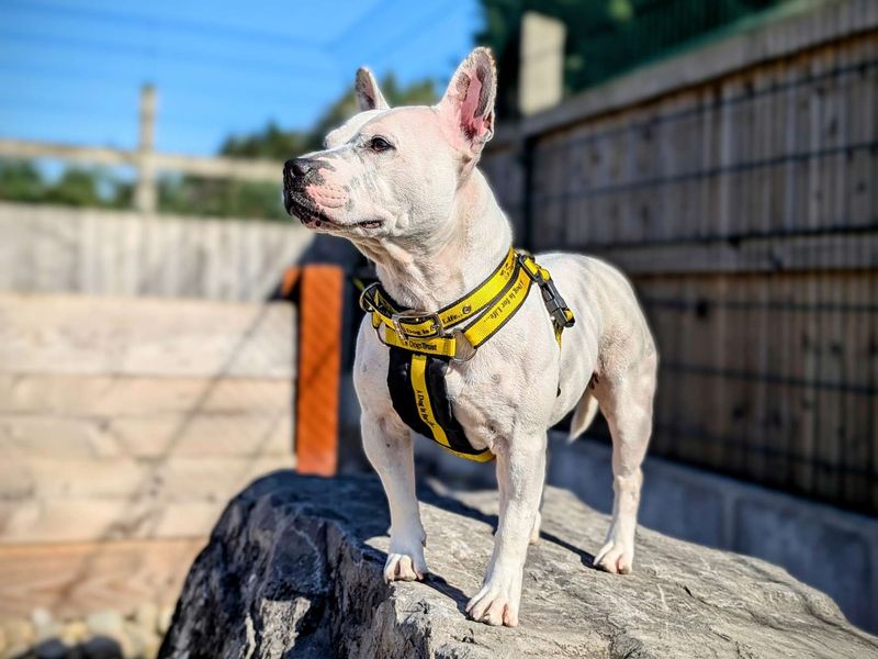 Staffordshire Bull Terrier for adoption in Cardiff, Glamorgan – 5 years old - Image 7 of 7