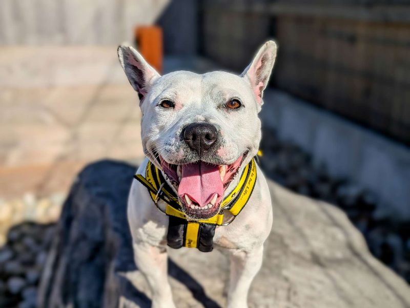 Staffordshire Bull Terrier for adoption in Cardiff, Glamorgan – 5 years old - Image 6 of 7