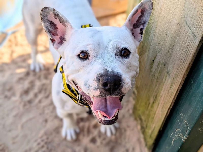 Staffordshire Bull Terrier for adoption in Cardiff, Glamorgan – 5 years old - Image 5 of 7