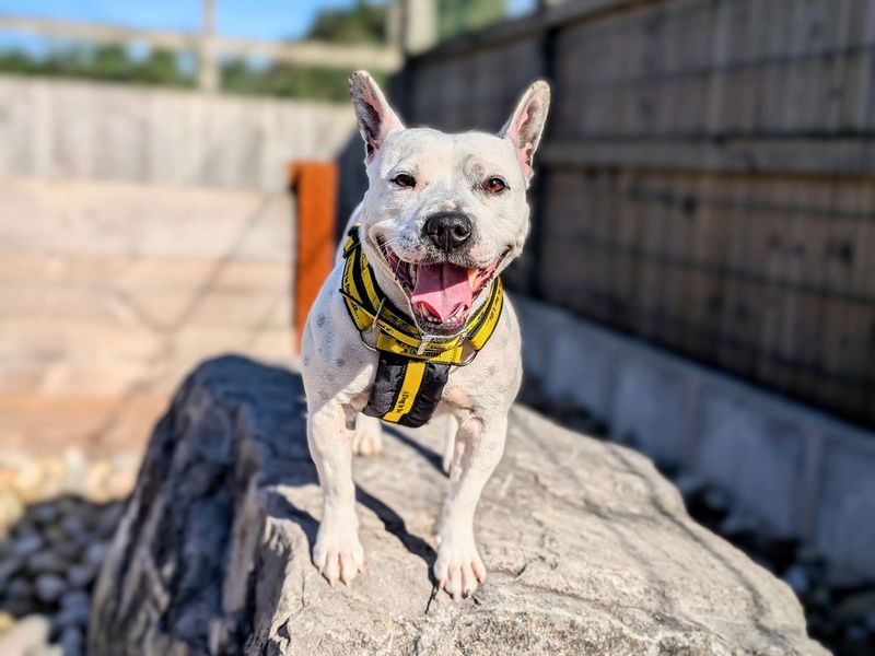 Staffordshire Bull Terrier for adoption in Cardiff, Glamorgan – 5 years old - Image 1 of 7