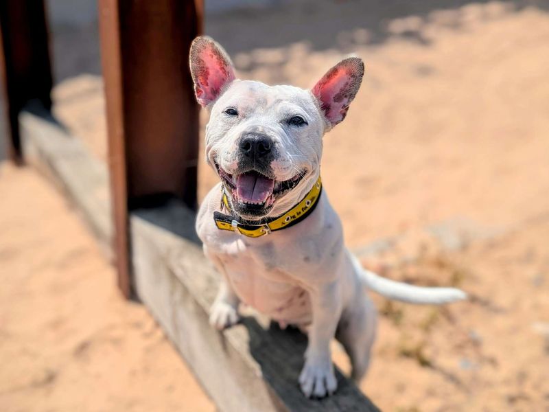 Pola | Terrier (Staffordshire Bull) Cross | Cardiff - 1