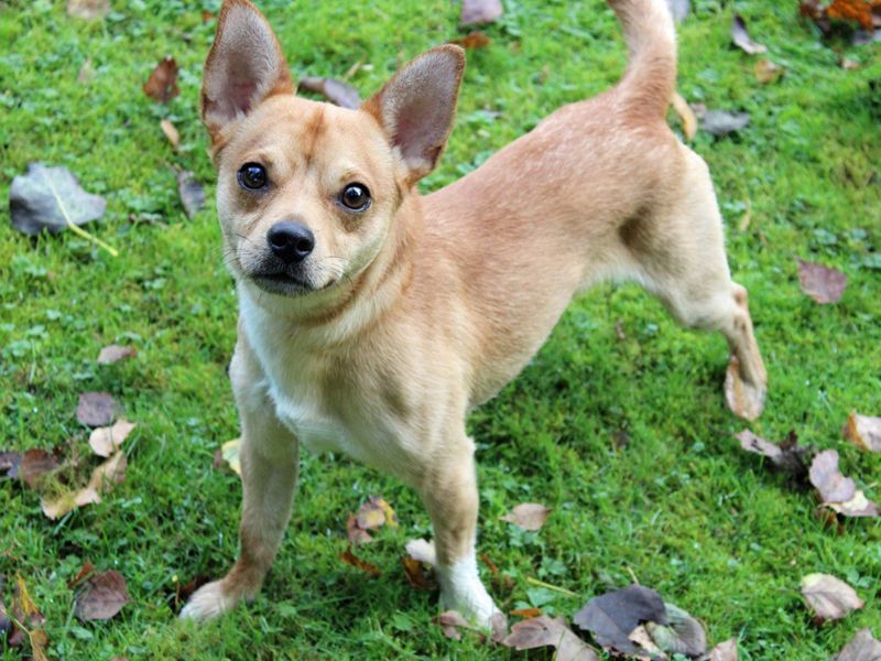 Jack Russell for adoption in Liverpool, Merseyside – 2 years old - Image 2 of 3