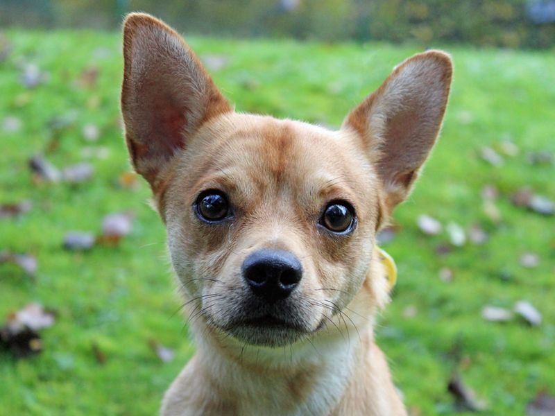 Jack Russell for adoption in Liverpool, Merseyside – 2 years old - Image 1 of 3