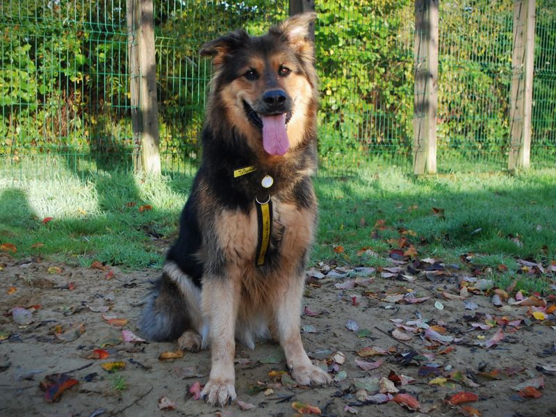 Rottweiler for adoption in Newbury, Berks – 8 years old - Image 4 of 5