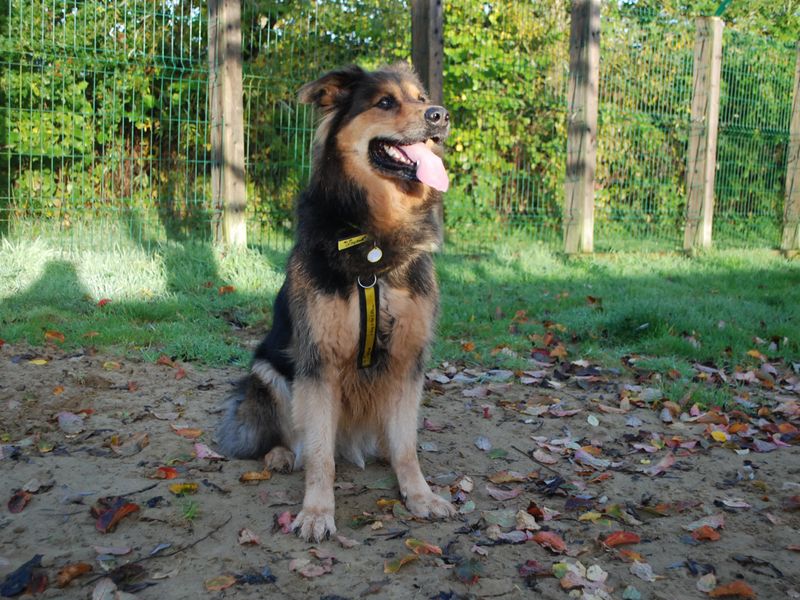 Rottweiler for adoption in Newbury, Berks – 8 years old - Image 1 of 5