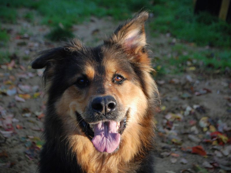Rottweiler for adoption in Newbury, Berks – 8 years old - Image 2 of 5