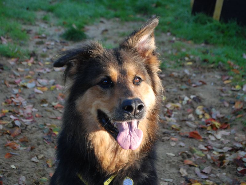Rottweiler for adoption in Newbury, Berks – 8 years old - Image 5 of 5