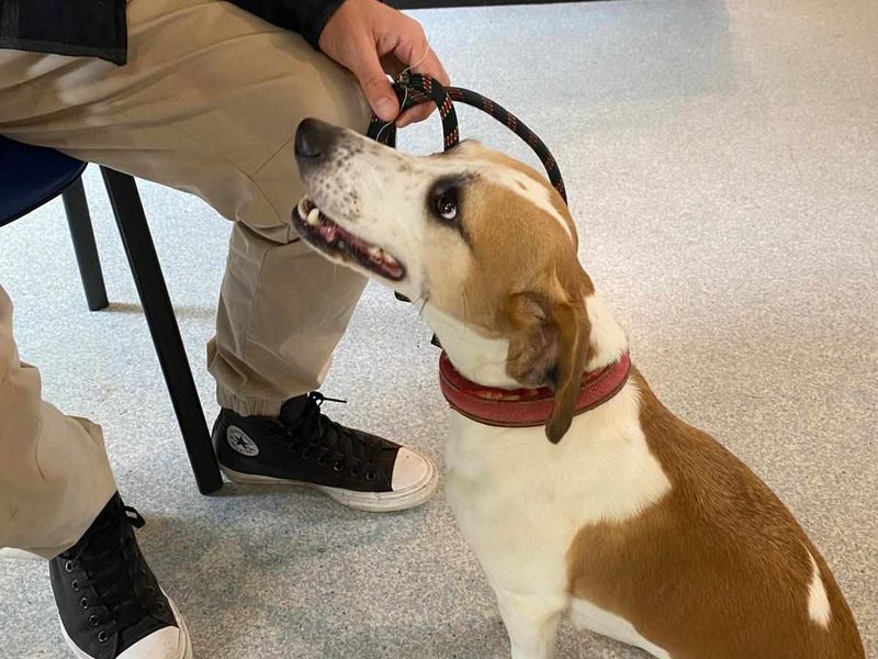 Beagle for adoption in Wales, Somerset – 5 years old - Image 2 of 2