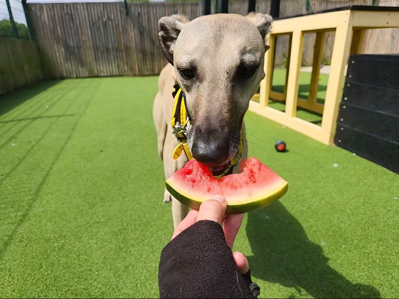 Dudley | Lurcher | Canterbury - 1