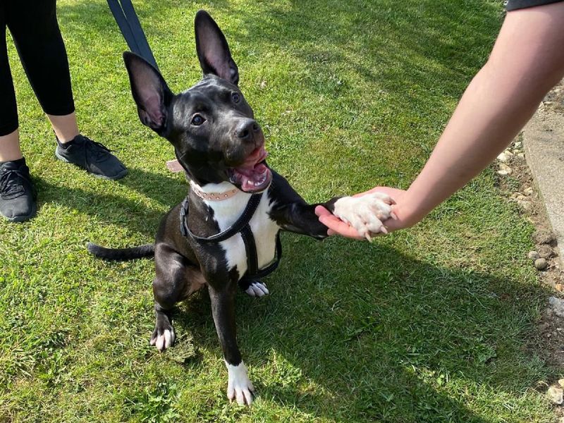 Staffordshire Bull Terrier for adoption in Wymeswold, Leicestershire – 2 years old - Image 2 of 2