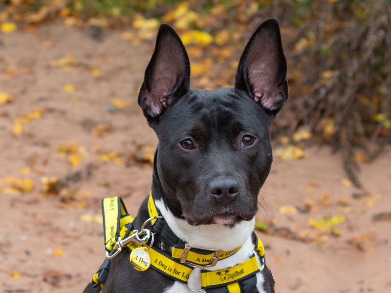 Athena | Terrier (Staffordshire Bull) Cross | Loughborough - 1