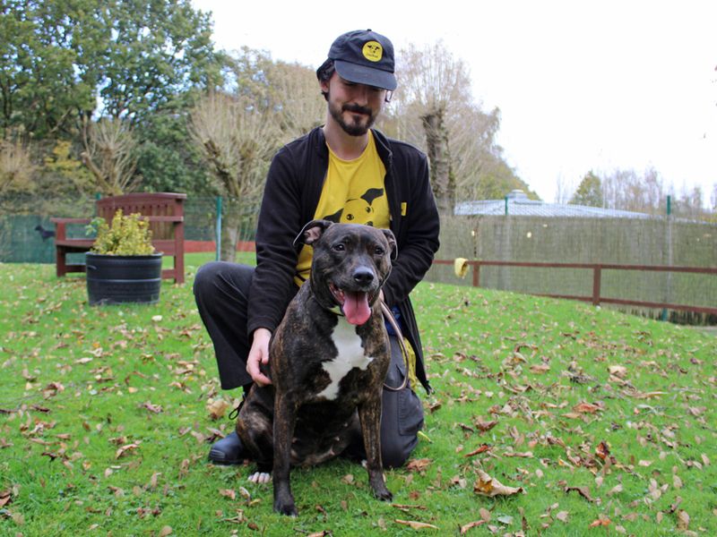 Staffordshire Bull Terrier for adoption in Liverpool, Merseyside – 4 years old - Image 2 of 4